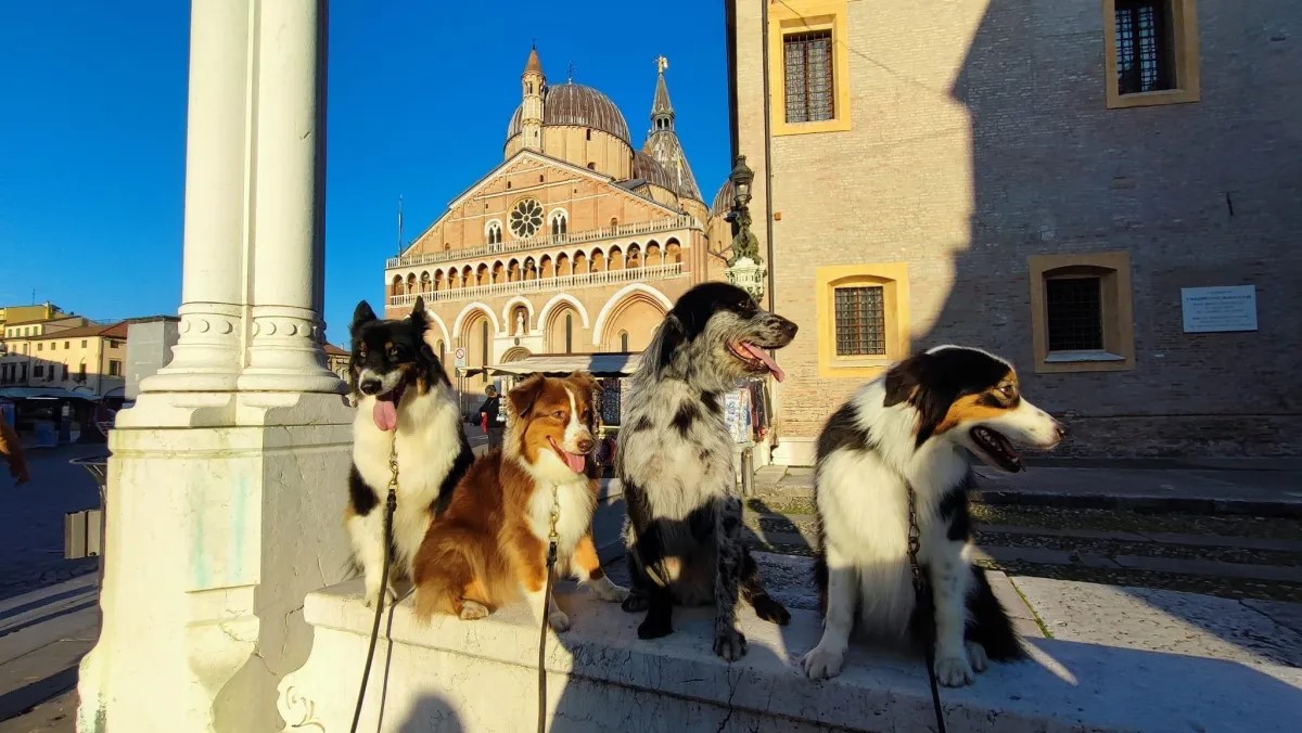 Cani sereni in piazza
